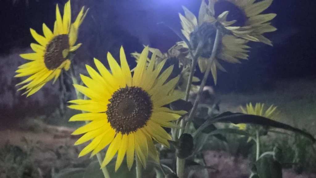 Timimoun Algeria (52)