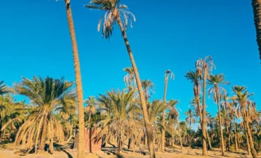 Algeria Desert Tour Bou Saada – Biskra – El Oued ()