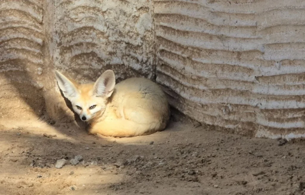 Algeria Desert Tour Bou Saada – Biskra – El Oued ()