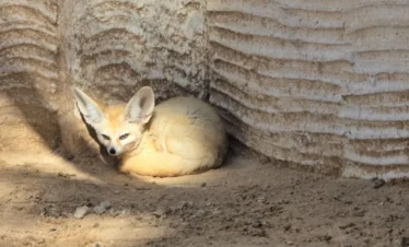 Algeria Desert Tour Bou Saada – Biskra – El Oued ()