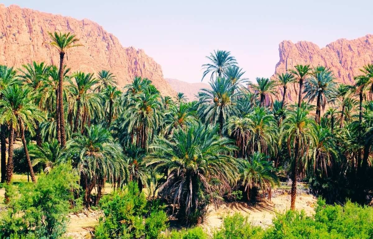 Bou Saada Biskra El Oued tour