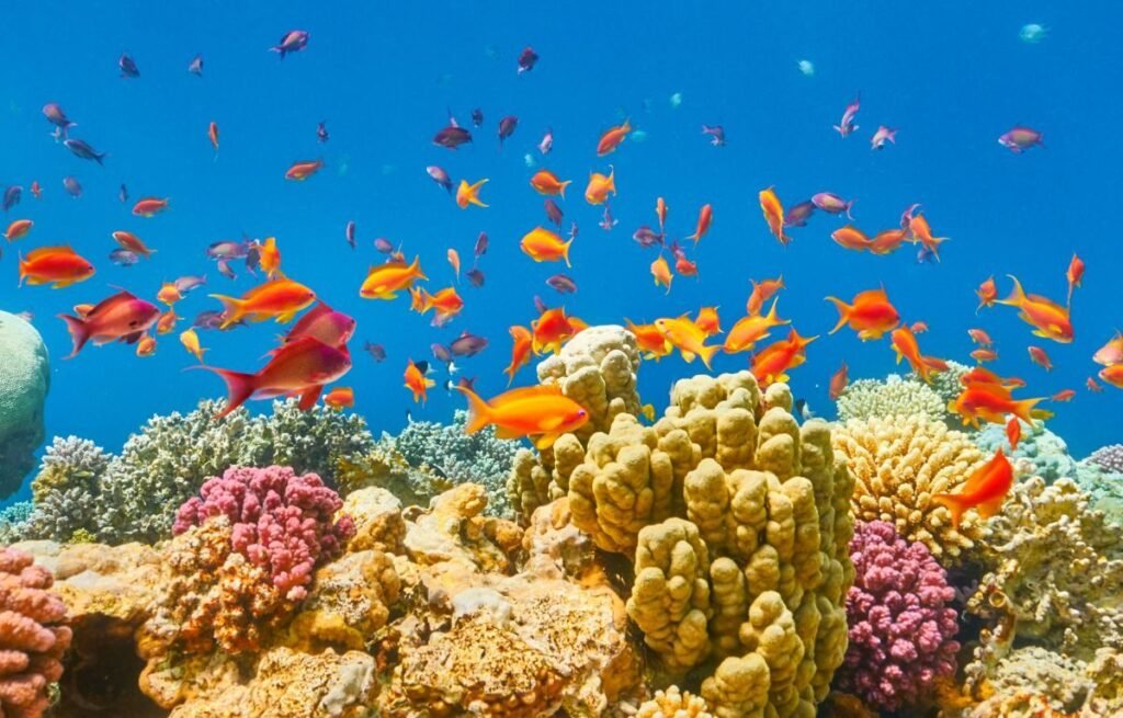 Sharm El Sheikh Égypte ()