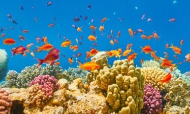 Sharm El Sheikh Égypte ()