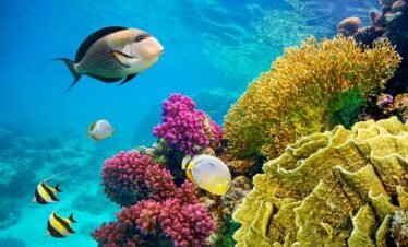 Sharm El Sheikh Égypte ()