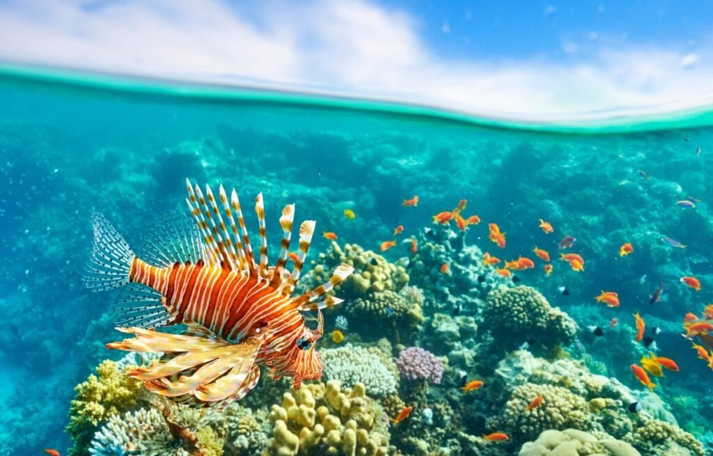 Sharm El Sheikh Égypte ()