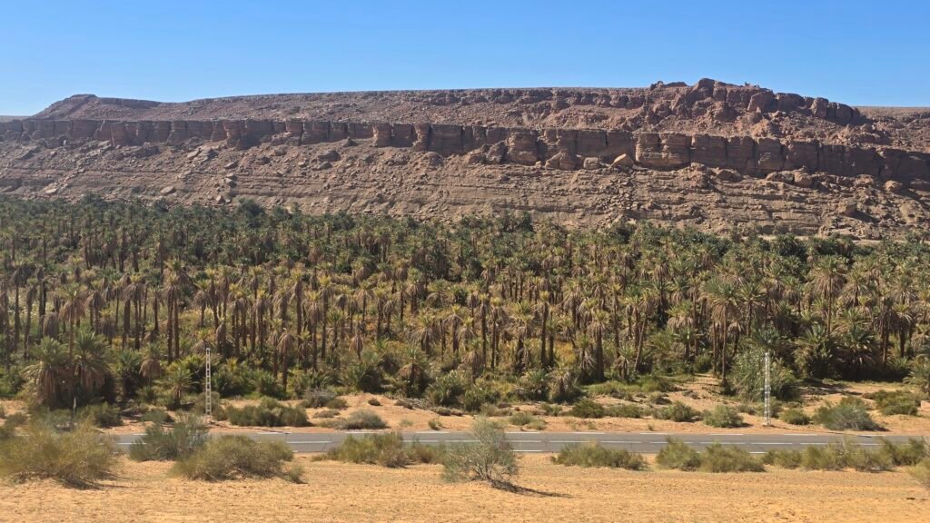 Palm grove in Taghit Algeria